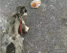 <b>狗狗亂撿東西吃怎么辦？——寵物百科知識</b>