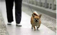 你真會遛狗嗎？-遛狗的過程中需要注意的一些問