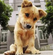 你眼中的土狗，它是我的家人！