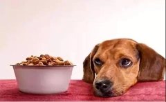 狗狗不想吃狗糧的原因有哪些？ 華興寵物食品