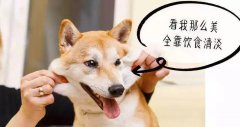 重口味的狗狗愛啃腳？注意！這可能不是怪癖而
